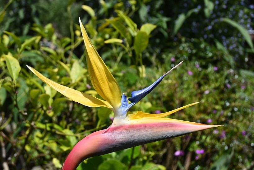 Flower by Rob van Wezema