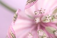 Pastellrosa mit Flieder und Grün: Warten auf den Frühling! von Marjolijn van den Berg Miniaturansicht
