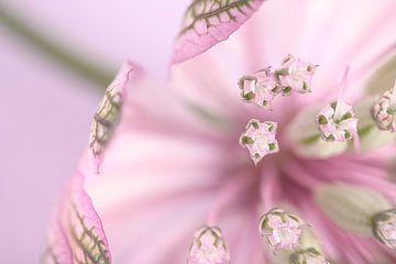 Pastel roze met lila en groen: Wachtend op de lente! van Marjolijn van den Berg