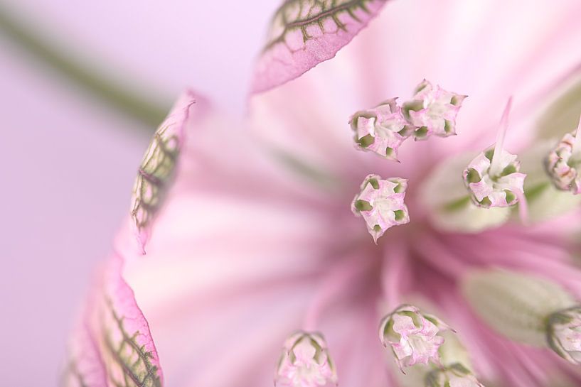 Pastellrosa mit Flieder und Grün: Warten auf den Frühling! von Marjolijn van den Berg