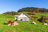Vaches laitières suisses dans un pâturage