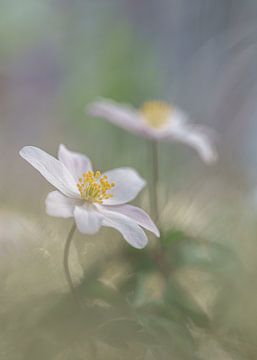 Close-up van een bosanemoon van Jeannet Hooftman