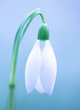 Snowdrop in blue