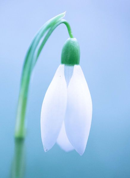 Snowdrop in blue by RebbelZfotografie