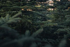 Door de bomen het bos van Joris Machholz