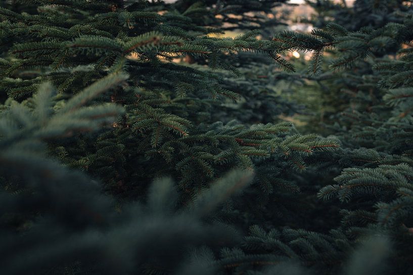 The forest for the trees by Joris Machholz