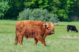 Schotse hooglander als grote grazer van Merijn Loch