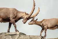 Steenbokken