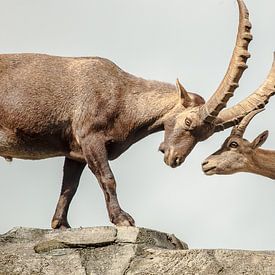 Steenbokken sur Ron Veltkamp