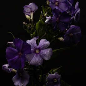 Paarse bloemen met dauwdruppels van Misty Melodies