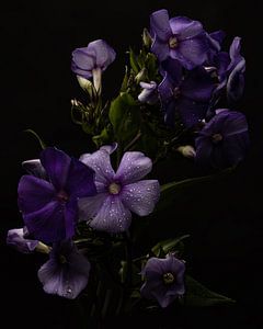 Fleurs violettes avec gouttes de rosée sur Misty Melodies