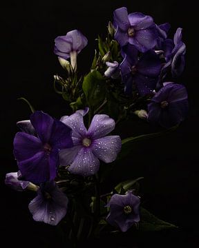 Paarse bloemen met dauwdruppels van Misty Melodies