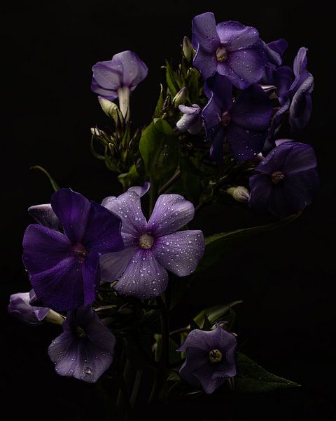 Purple flowers with dewdrops by Misty Melodies