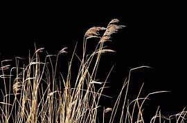 Au lac sur Thomas Jäger