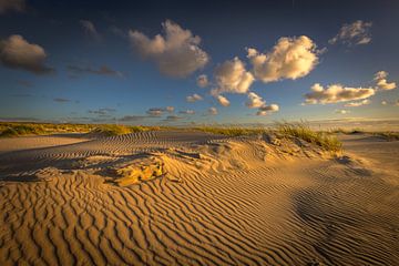 Evening light on Texel in the dunes