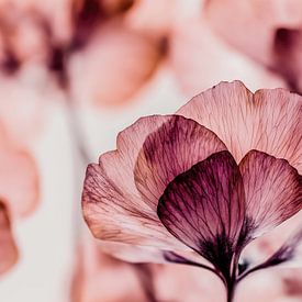 Purpurroter Schleier von Cats & Dotz