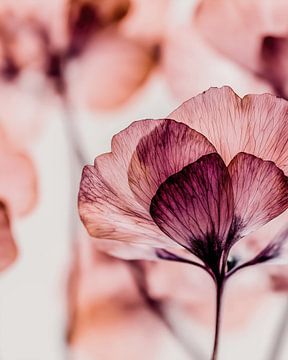 Purpurroter Schleier