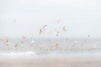 Birds above the beach
