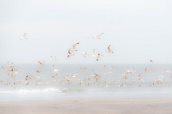 Birds above the beach