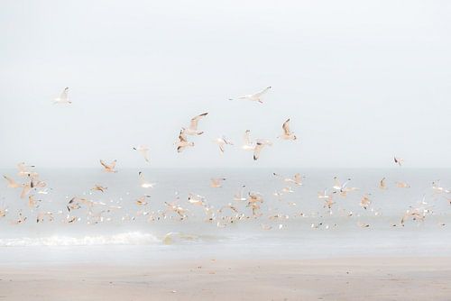 Oiseaux au-dessus de la plage