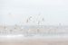 Vogels boven het strand van Eddy Westdijk