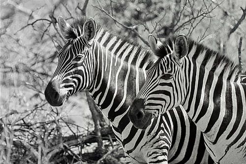 Finde die Unterschiede