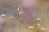 heideblauwtje in roze zachtheid van Francois Debets thumbnail