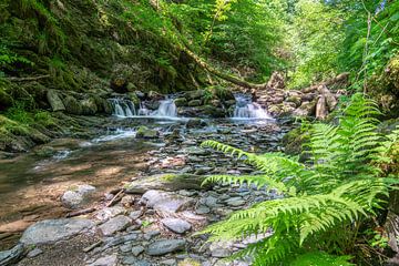 Valley of the wild Endert, Eifel, Rhineland-Palatinate, Germany by Alexander Ludwig