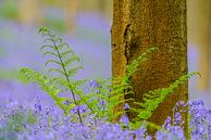 Beech tree and Bluebell flowers in a forest during spring by Sjoerd van der Wal Photography thumbnail