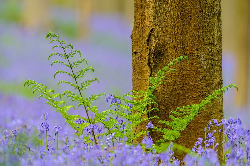 Beech tree and Bluebell flowers in a forest during spring by Sjoerd van der Wal Photography