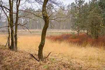 The Hague thorny heath by Johan Vanbockryck