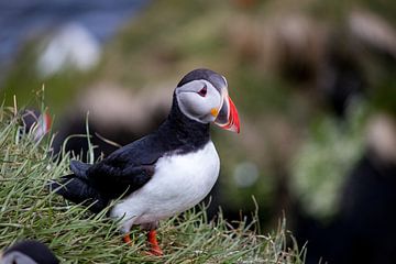 Puffins in Iceland 2 by swc07