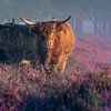 Hooglanders in de heide van Rens Marskamp