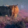 Les Highlanders dans les landes sur Rens Marskamp