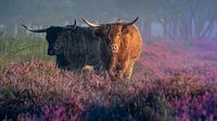 Highlanders in the moors