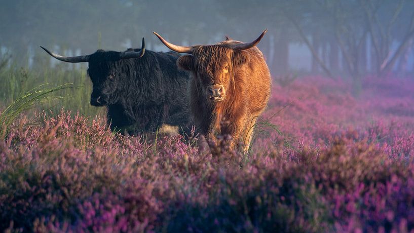 Highlanders in the moors by Rens Marskamp