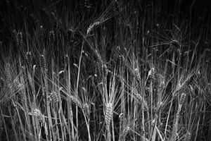 Blé noir blanc