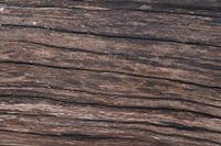 bark