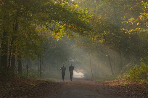 Herbst in den Wäldern und Niedermooren von Oisterwijk
