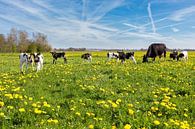 Moeder koe met pasgeboren kalfjes in wei met paardenbloemen van Ben Schonewille thumbnail