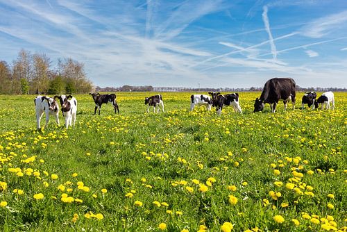 Moeder koe met pasgeboren kalfjes in wei met paardenbloemen van Ben Schonewille