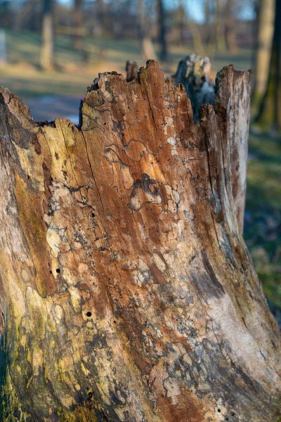 Ouder wordend hout en avondlicht 2 van Adriana Müller