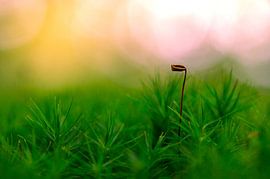 Moss view by Dominik Lewald Art