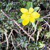 Die ersten Blumen im emsländischen Garten sur Bianca Meyering Fotos - BMF