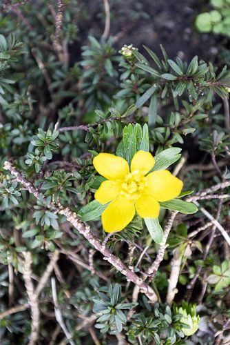 Die ersten Blumen im emsländischen Garten von Bianca Meyering Fotos - BMF