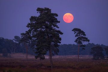 Betoverende volle maan boven de bloeiende heide in de Drunense Duinen van Zwoele Plaatjes