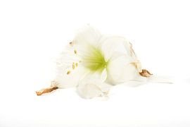 Amaryllisbloem van Joke Beers-Blom