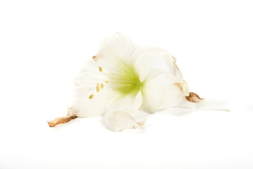 Amaryllis Blume von Joke Beers-Blom