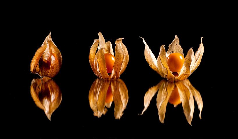 Capeberries by Hans Staphorst