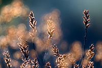 Atmosphere picture, flowering gale